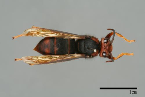 Vespa velutina[黃腳虎頭蜂][00097059]