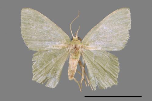 <已分類>Genus：Maxates[00056337]