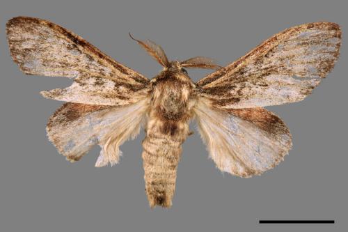 Vaneeckeia pallidifascia centrobrunnea[褐丸舟蛾][00045709]