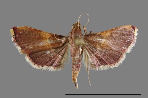 <已分類>Family：Pyralidae[螟蛾科][00027822]