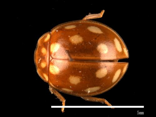 Calvia muiri[四斑裸瓢蟲][00084923]