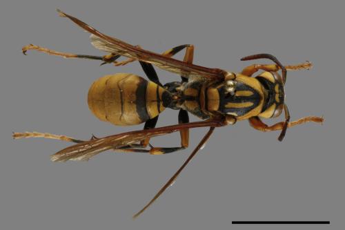 Polistes rothneyi[黃長腳蜂][00120428]