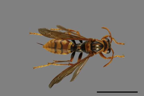 Polistes jokahamae[果馬蜂][00072834]