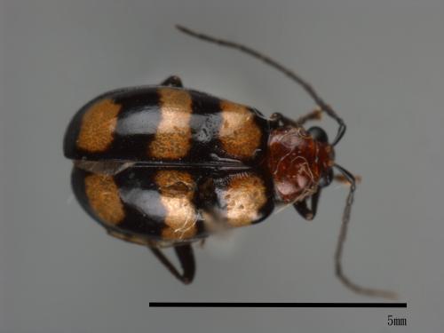 <已分類>Family：Chrysomelidae[金花蟲科][00083986]