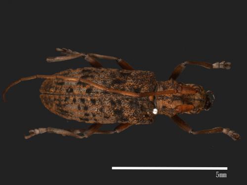 Monochamus alternatus[松斑天牛][00086190]