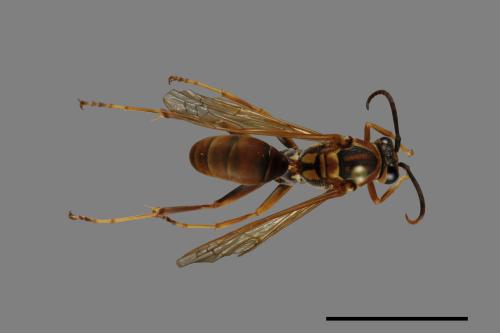 Polistes jokahamae[果馬蜂][00072701]