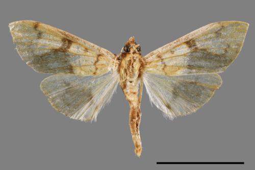 <已分類>Family：Crambidae[草螟科][00064088]