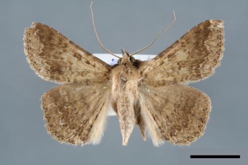 <已分類>Genus：Ericeia[00006395]