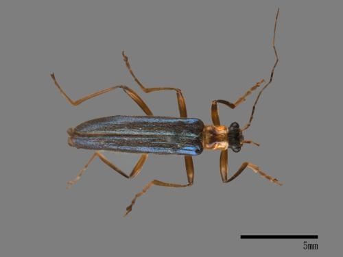 <已分類>Family：Cantharidae[菊虎科][00049037]
