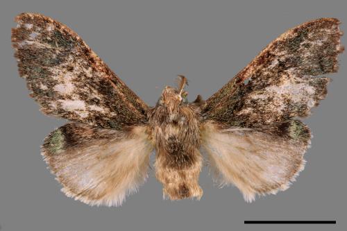 Vaneeckeia pallidifascia centrobrunnea[褐丸舟蛾][00058543]