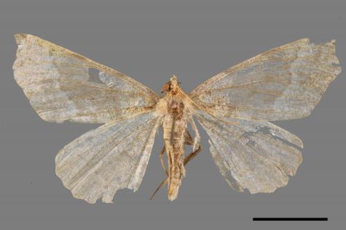 <已分類>Family：Geometridae[尺蠖蛾科][00042234]