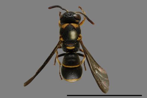 Parancistrocerus kuraruensis[鐘腰螨寄蜾臝][00090133]