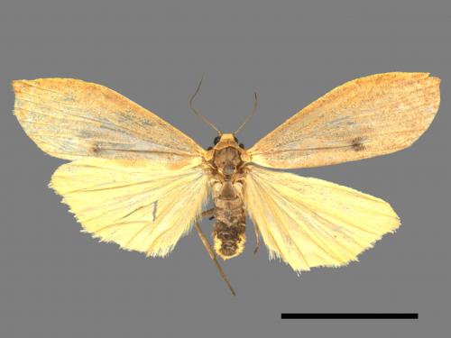 Eilema postimaculosa[兩色土苔蛾][00042238]