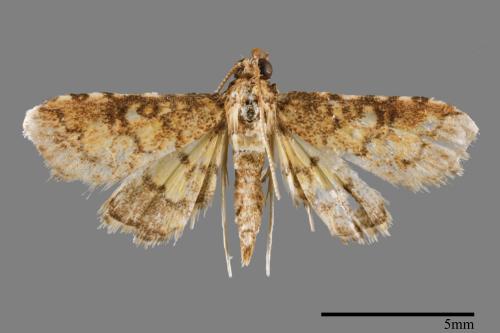 <已分類>Family：Crambidae[草螟科][00032323]