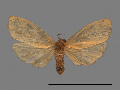 Tigrioides immaculatus[黃苔蛾][00047572]