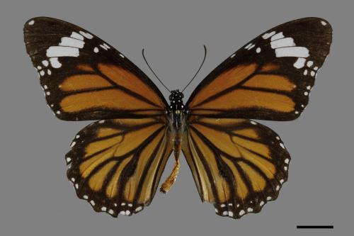 Danaus genutia[黑脈樺斑蝶][00093787]