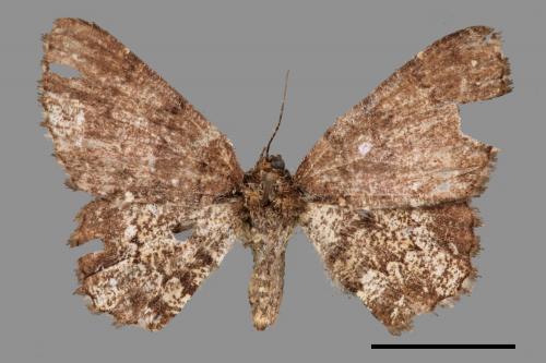 Abaciscus tristis[碎白鋸線尺蛾][00047549]