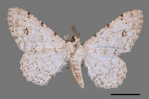 Lassaba parvalbidaria parvalbidaria[污雪雙斑尺蛾][00059557]