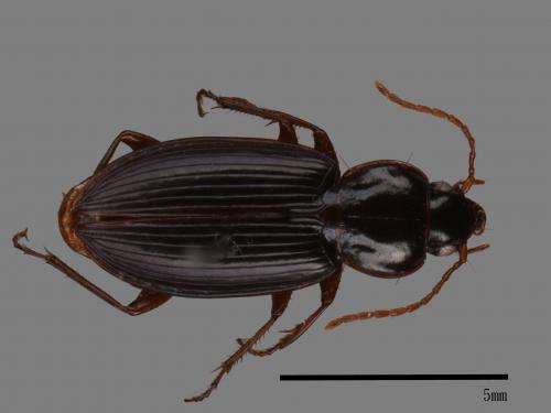 <已分類>Family：Carabidae[步行蟲科][00081983]