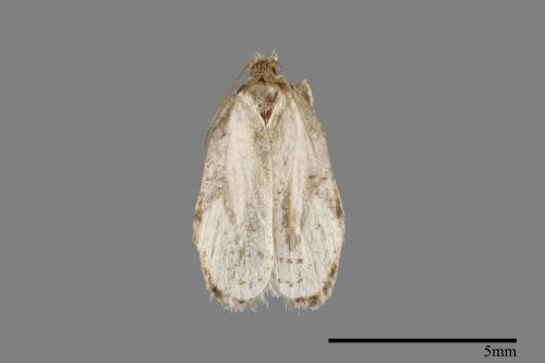 <已分類>Order：Lepidoptera[鱗翅目][00094954]
