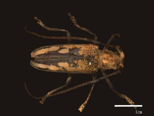 Batocera lineolata[白條天牛][00080852]