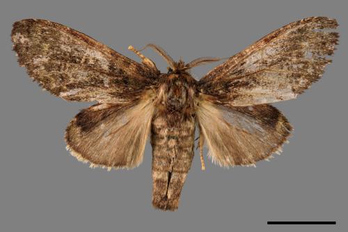 Vaneeckeia pallidifascia centrobrunnea[褐丸舟蛾][00047156]