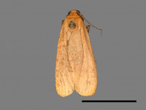 Eilema usuguronis[黃邊土苔蛾][00036556]