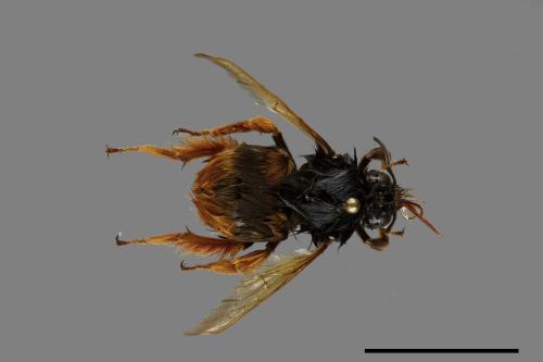 Bombus eximius[精選熊蜂][00101038]