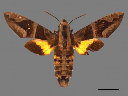 Macroglossum mitchellii imperator[背帶長喙天蛾][00016926]