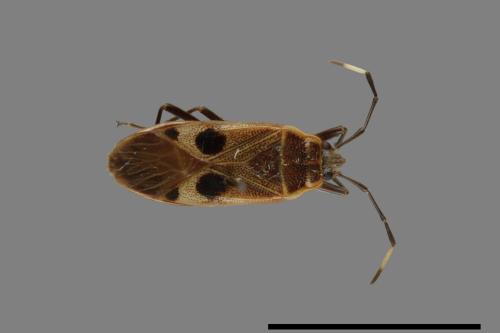 Physopelta parviceps[東亞斑紅椿][00040702]