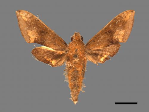 Rhagastis castor formosana[臺灣白肩天蛾][00017779]