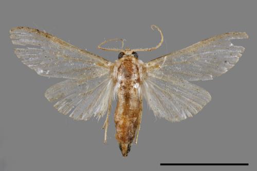 <已分類>Family：Crambidae[草螟科][00047032]