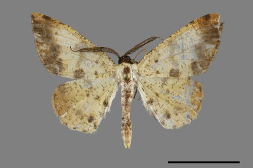 Lophobates inchoata[褐緣黃尺蛾][00070351]