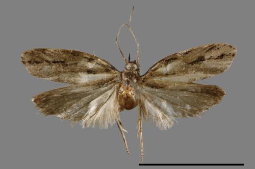 Ethmia zygospila[00061471]