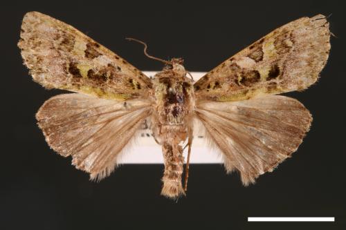 Euplexidia angusta[00001929]