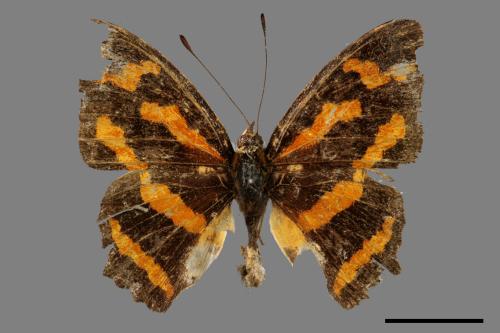 Symbrenthia hypselis scatinia[姬黃三線蝶][00047440]