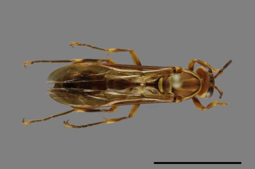 Parapolybia varia[變側異腹胡蜂][00101717]