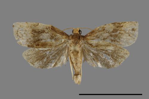 <已分類>Family：Tortricidae[捲葉蛾科][00091926]