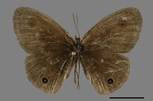 Ypthima multistriata[臺灣波紋蛇目蝶][00094524]