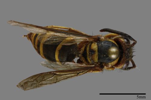 Vespula arisana[阿里山黃胡蜂][00120749]