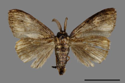 Ilema kosemponica[甲仙毒蛾][00047405]