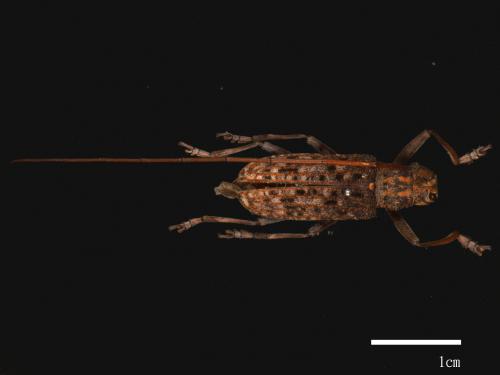 Monochamus alternatus[松斑天牛][00080652]