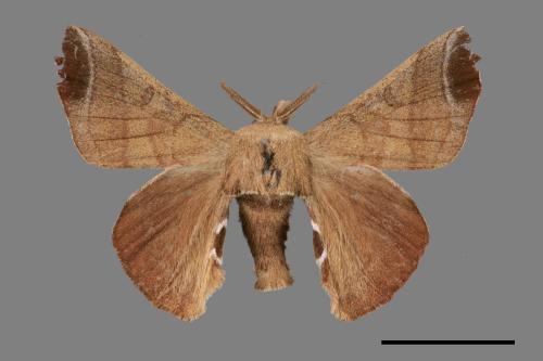 Bombyx mandarina formosana[野蠶蛾][00059748]