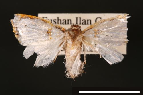 Titulcia confictella[斑表瘤蛾][00004867]