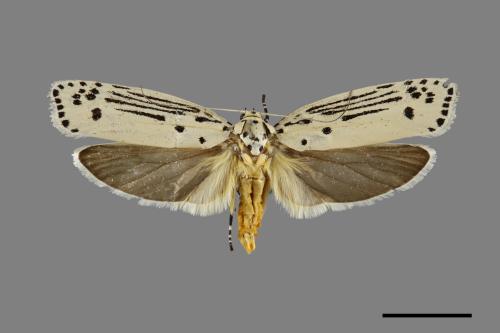 Ethmia lineatonotella[點帶織葉蛾][00071391]