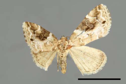 Pseudodeltote coenia[00009238]