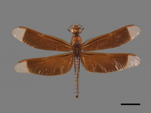 Neurothemis ramburii ramburii[善變蜻蜓][00103747]