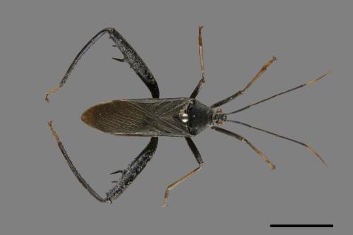 Notobitus meleagris[黑竹緣蝽][00075313]