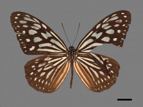 Ideopsis similis[琉球青斑蝶][00061530]