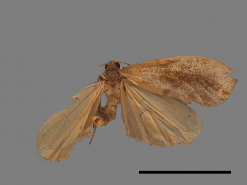 Gampola fasciata[曲苔蛾][00044997]